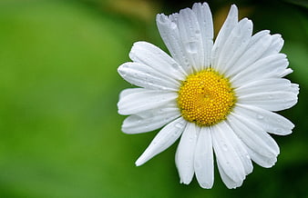 Close-up of White Daisy with Dewdrops on Green Background