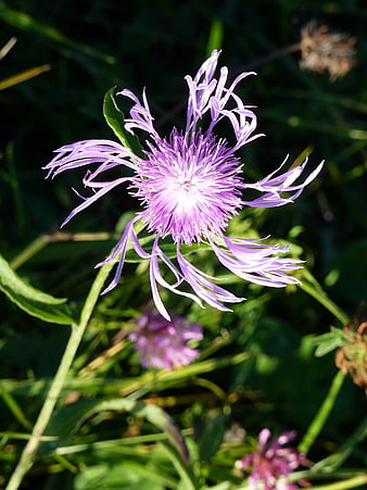 Close-up of a purple wildflower in a sunny meadow