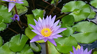 Purple Water Lily Blooming on Green Lily Pads