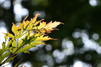 Backlit Japanese Maple Leaves with Bokeh Background