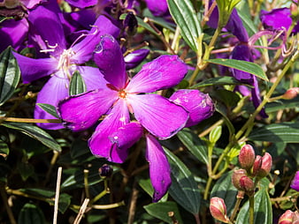 Close-up of vibrant purple wildflowers with green leaves