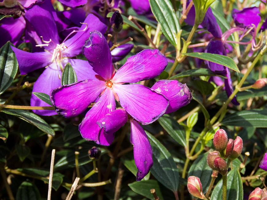 Close-up of vibrant purple wildflowers with green leaves