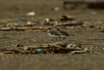 Two small shorebirds standing on a sandy beach