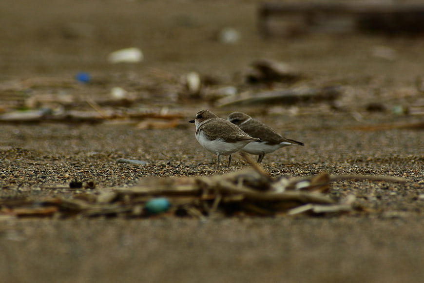 Two small shorebirds standing on a sandy beach