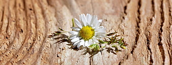 White Daisy Flower Resting On Weathered Wood Surface