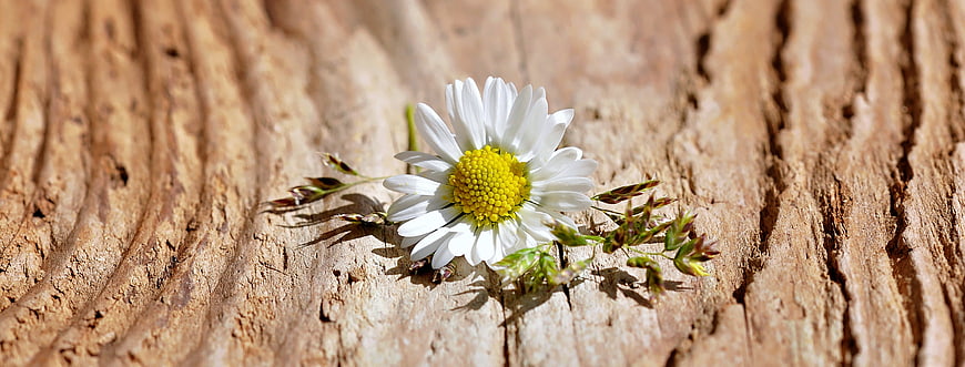 White Daisy Flower Resting On Weathered Wood Surface