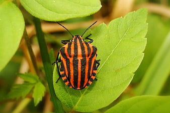 Close-up of striped red and black bug on green leaf