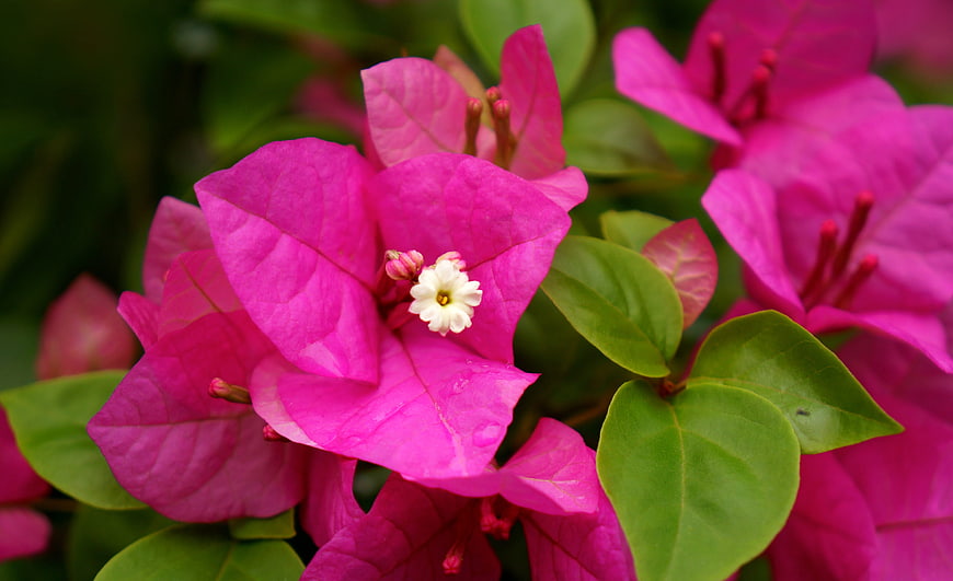 Vibrant Pink Bougainvillea Flower Close-Up with Green Leaves