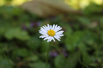 Close-up of a white daisy with yellow center in nature