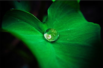 Macro water droplet on green leaf with flower reflection