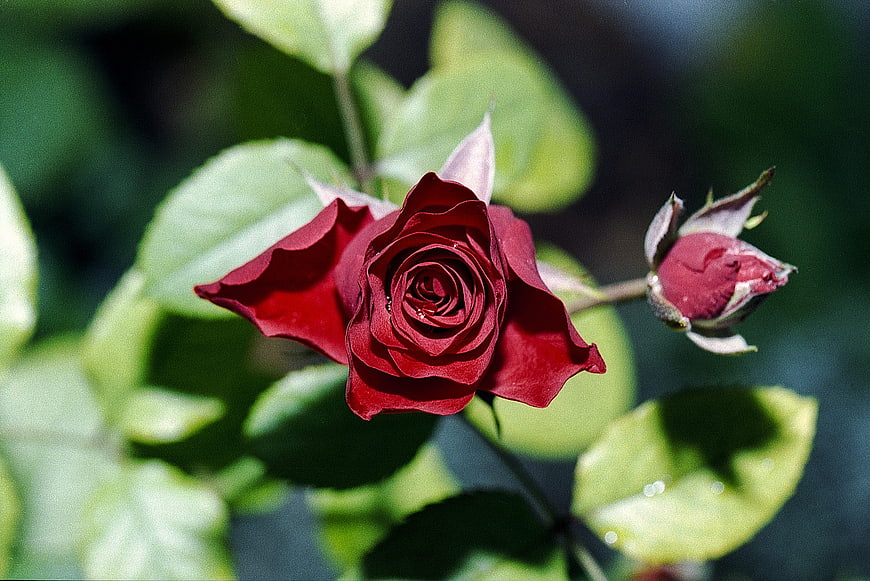 Close-up of a vibrant red rose and bud in a garden