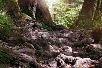 Close-up of mossy tree roots on a forest trail
