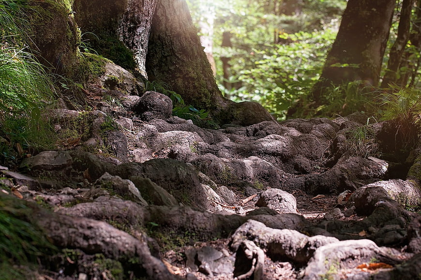 Close-up of mossy tree roots on a forest trail