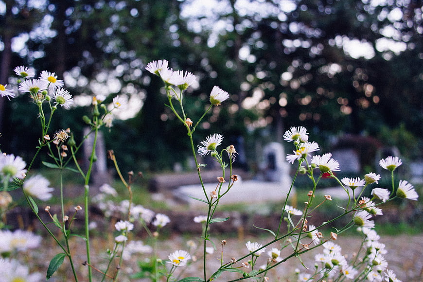 White Wildflowers with Bokeh Background in Garden