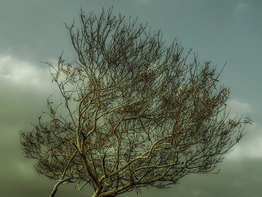 Bare tree branches against moody overcast sky