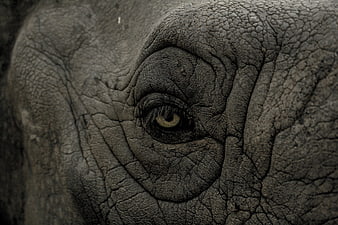Close-up of an elephant eye with wrinkled gray skin texture