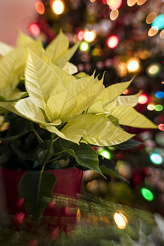 White Poinsettia Plant with Christmas Lights Background