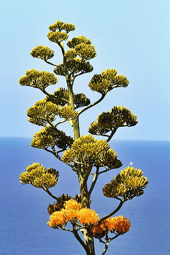 Tall Agave Plant with Yellow Flowers Against Blue Ocean