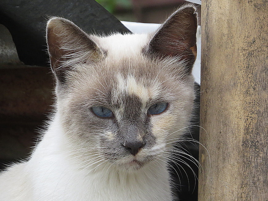 Close-up portrait of a Siamese cat with blue eyes