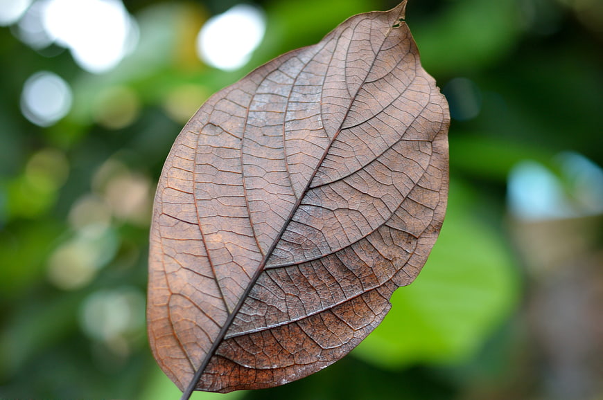 Close-up of a dry brown leaf with intricate vein texture