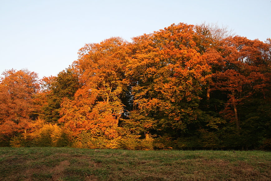 Vibrant Orange Autumn Trees in a Forest Landscape