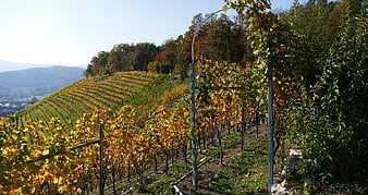 Golden autumn vineyard rows on a sunny hillside