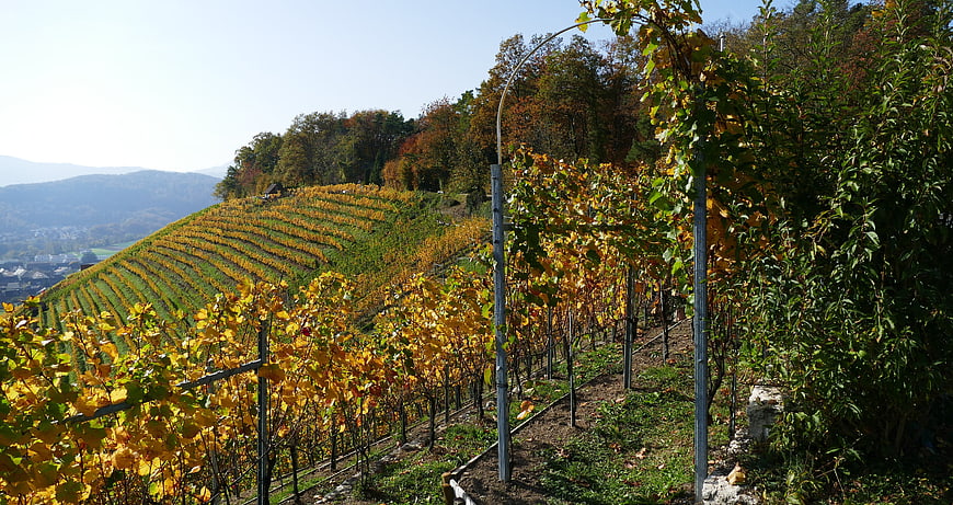 Golden autumn vineyard rows on a sunny hillside