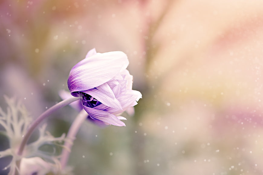 Soft Focus Purple Anemone Flower with Dreamy Background