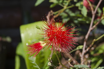 Close-up of vibrant red bottlebrush flower with green leaves