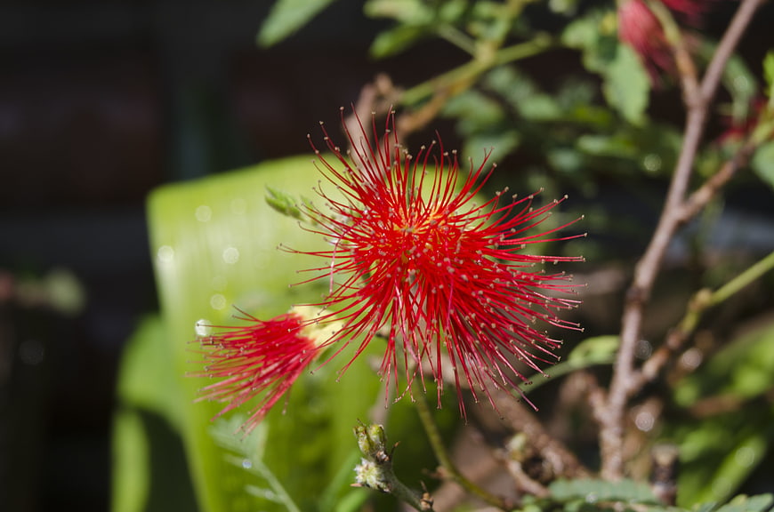 Close-up of vibrant red bottlebrush flower with green leaves