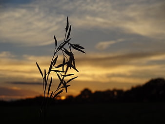 Silhouette of wild grass against golden sunset sky