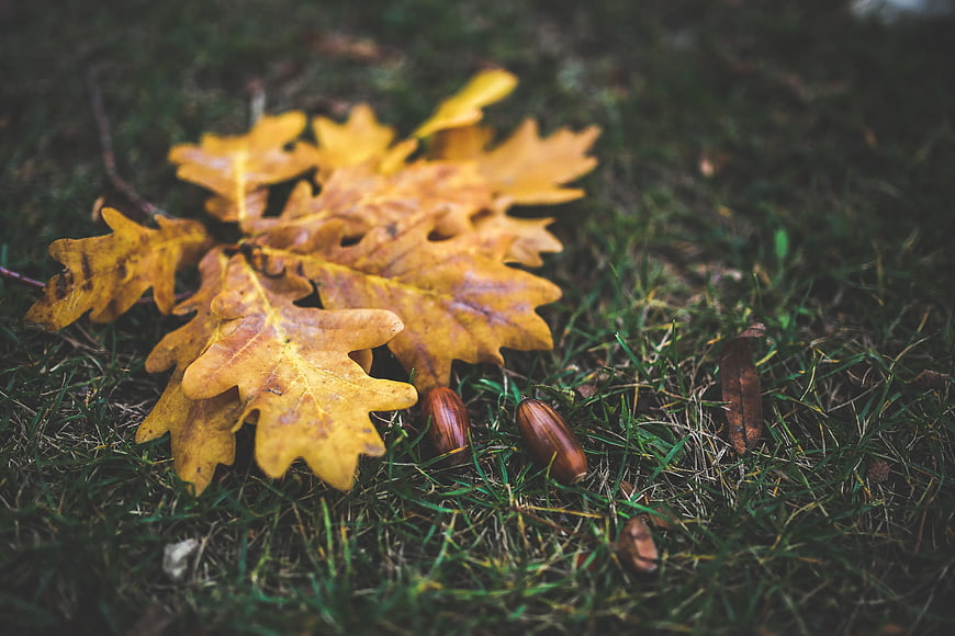 Yellow oak leaves and acorns on green grass