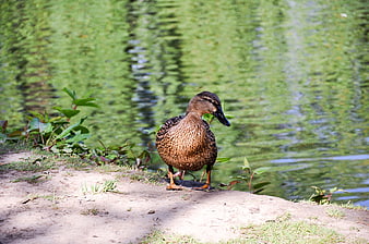Brown duck standing on sandy bank by green pond