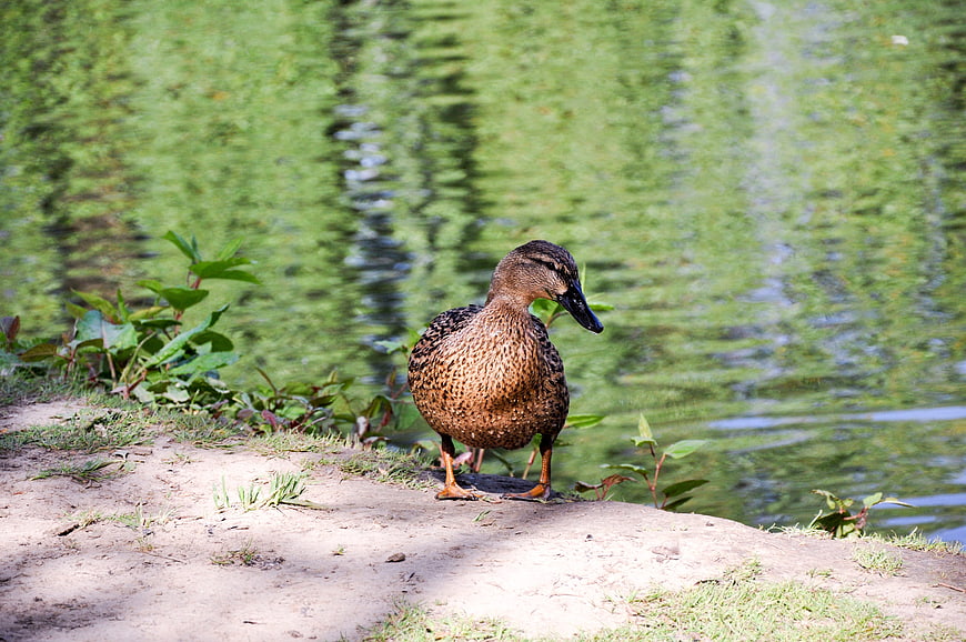Brown duck standing on sandy bank by green pond