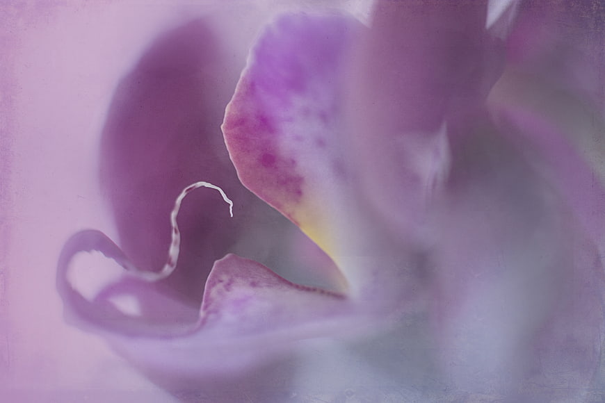 Abstract Soft Focus Pink Orchid Macro Background