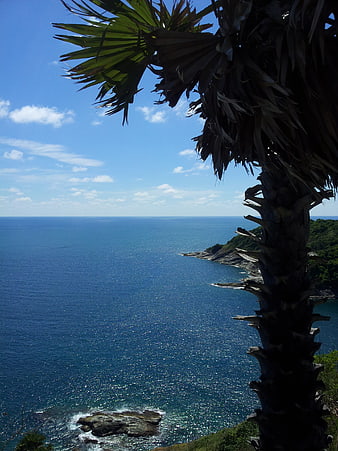 Silhouette of palm tree against blue ocean and sky