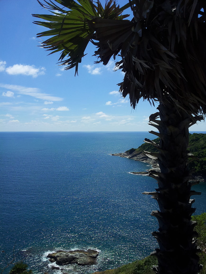 Silhouette of palm tree against blue ocean and sky
