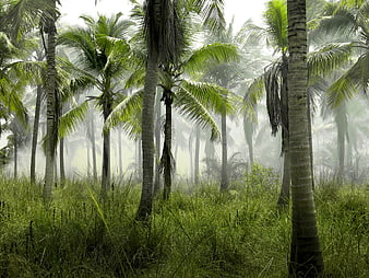 Misty tropical palm forest with lush green grass