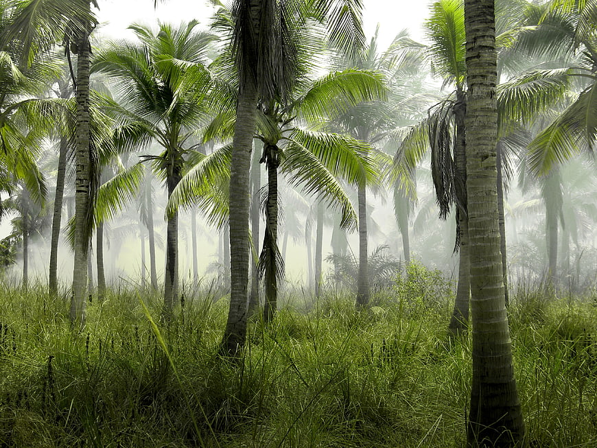 Misty tropical palm forest with lush green grass