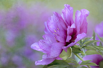 Close-up of a vibrant purple peony flower with soft background