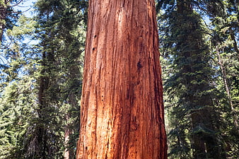 Close-up of Giant Redwood Tree Bark in Forest