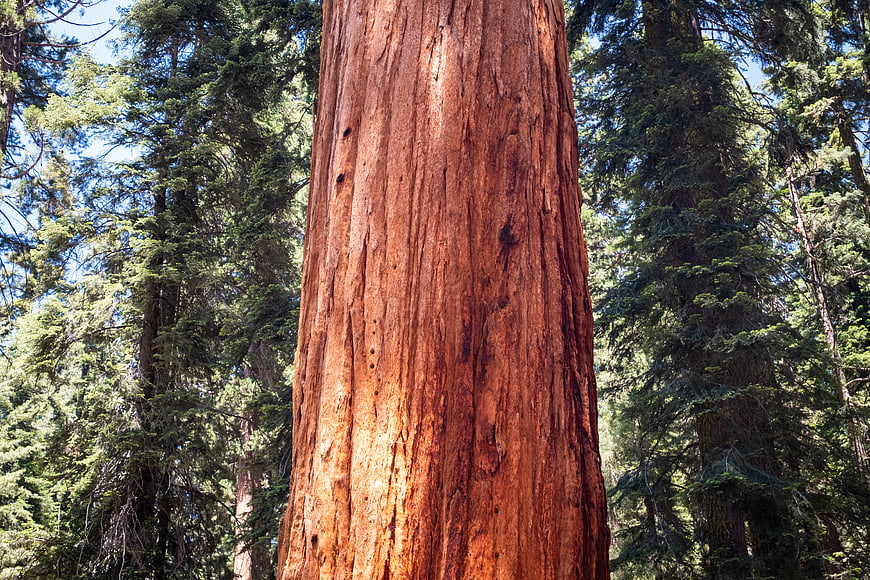 Close-up of Giant Redwood Tree Bark in Forest