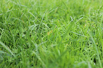 Close-up of fresh green grass with dew drops