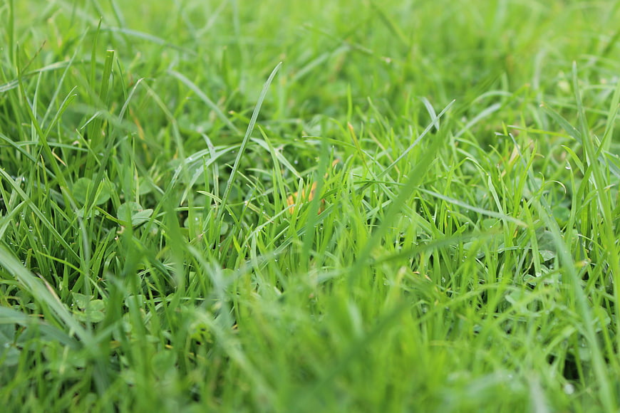 Close-up of fresh green grass with dew drops