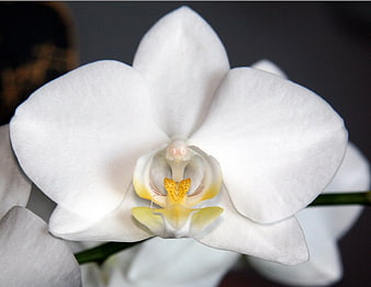 Close-up of a white orchid flower with yellow center