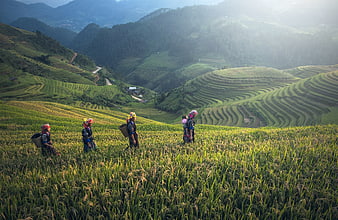 Women in traditional dress walking through lush green rice terraces