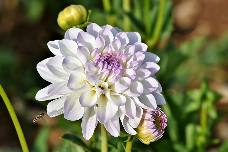 White and purple dahlia flower with insect in garden