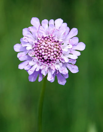 Close-up of a purple scabious flower on green background