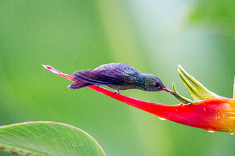 Hummingbird Perched on Red Heliconia Flower