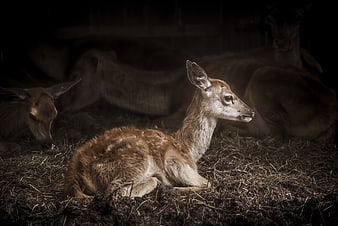 Young spotted deer fawn resting on hay in barn